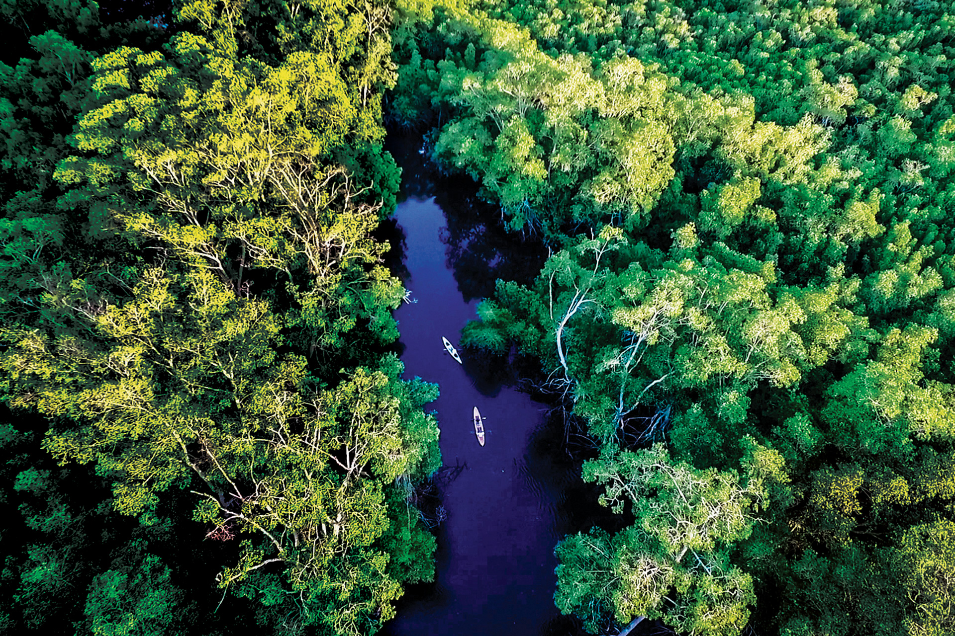 Kayak en Bosque de Mangle - imagen 3
